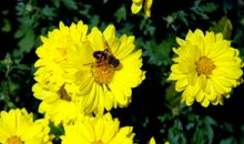 开在记忆中花朵