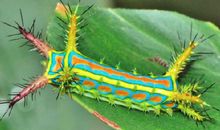 我是一条毛毛虫