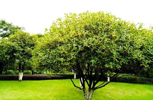 在校园里，桂花树