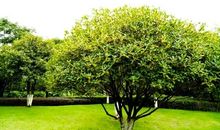 校园里，那一树桂花