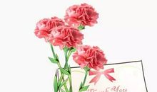 我喜欢的康乃馨