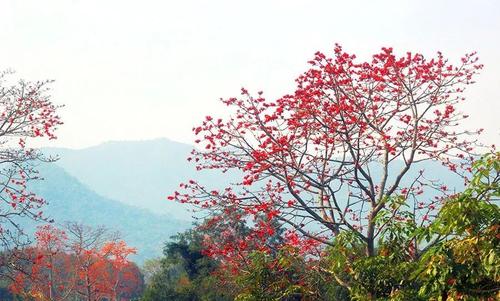 木棉花在心里