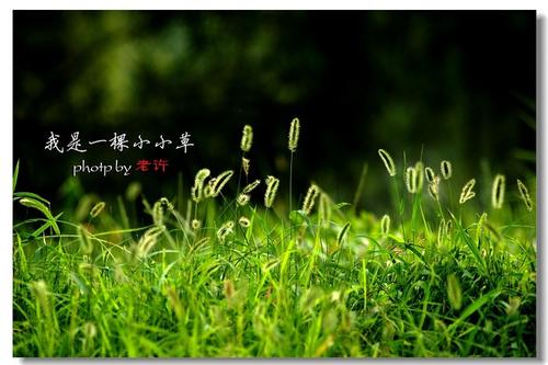 我是草