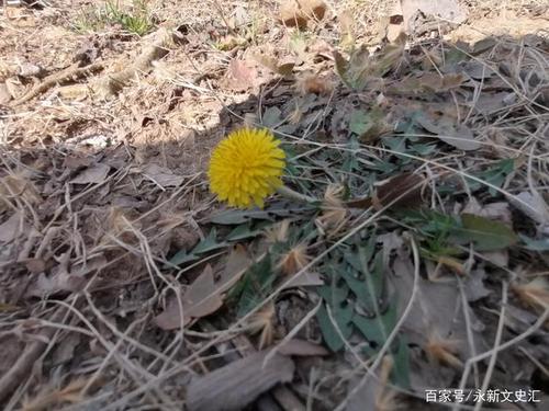 沉默的温暖