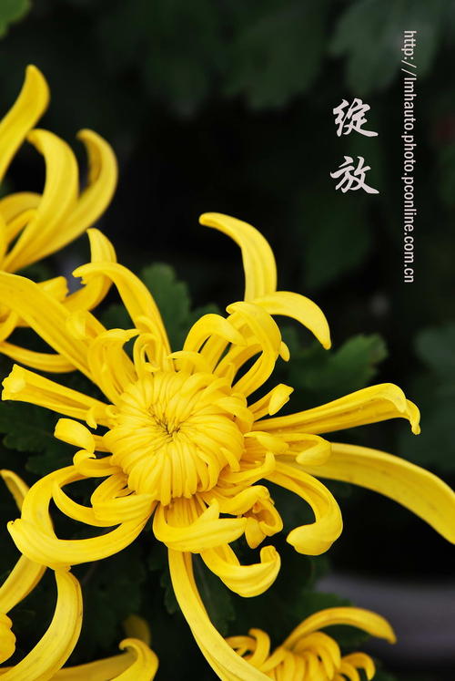 秋菊