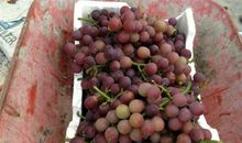 奶奶给我摘葡萄