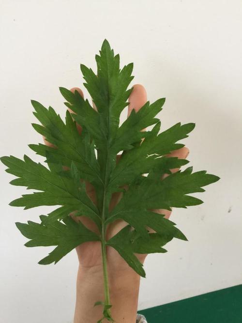 爱翔深情