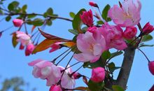 微笑，春暖花开