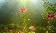 埋在记忆深处的那缕阳光