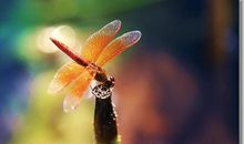 掠过湖心的蜻蜓