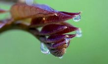 遇见姥姥家的香椿树