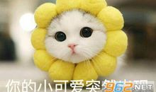 我的小可爱老弟