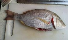 我是一条来自深海的鱼