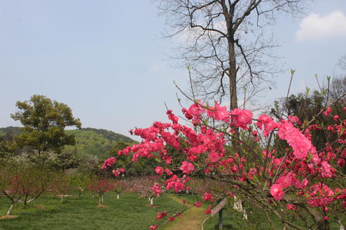 最美丽的季节是春天