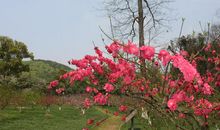 最美的季节是春天