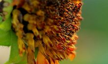 残缺的花也美丽