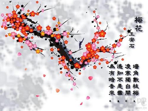 在寒冷的冬天梅花