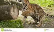 假如我是一只老虎