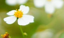 青春正好不负春光