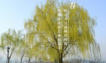 四季的柳树