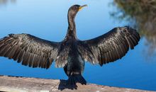 记——鸟蛇之争