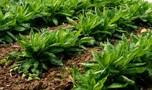 欲除杂草，种上庄稼