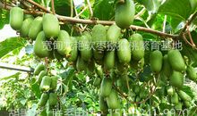 软枣猕猴桃自述