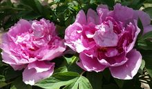 又是一年花开季