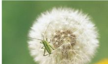 传递蒲公英的希望
