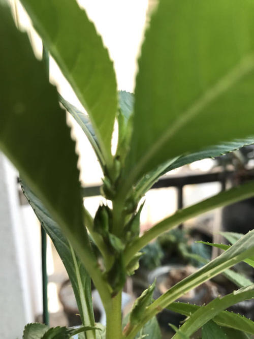 凤仙花的生长