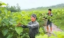 我和妈妈做农活