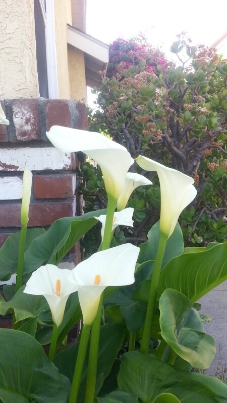 花香随着我成长