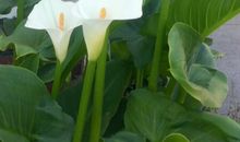 花香伴随我成长