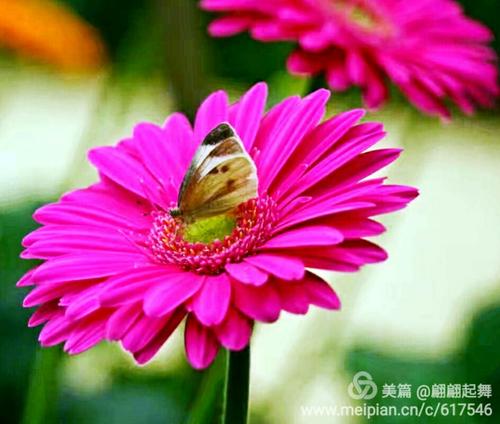 努力如花