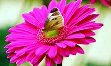 努力才会灿烂如花