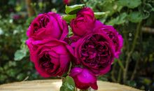 诚信浇开和谐花