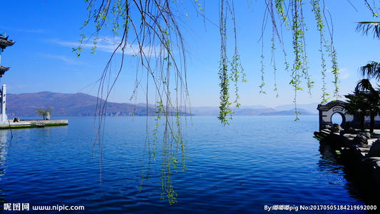 风吹柳絮时