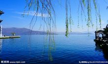 再待风吹柳絮时