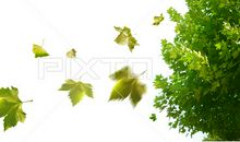 我喜欢法国梧桐