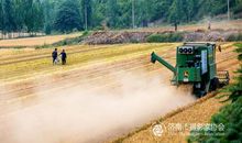 田野上的哭泣声