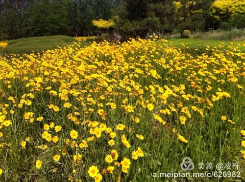 收集一束鲜花