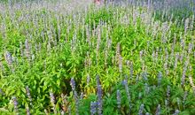 我心中的大花园