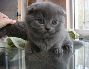 聪明的猫