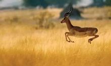 全力奔跑勇敢超越