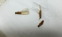 这块木头里一定有虫