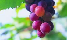 葡萄里的哲理