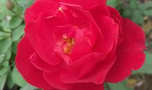 我是大自然中的一朵花