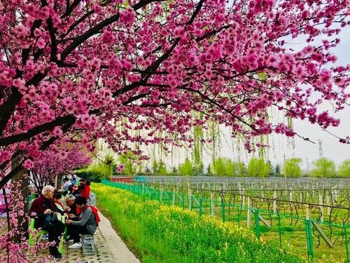 杏花曾经开花的地方