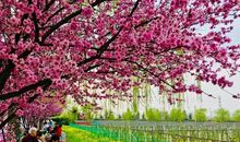 在那杏花开过的地方