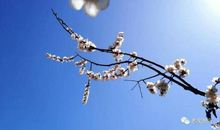 小小的花，一生的光阴